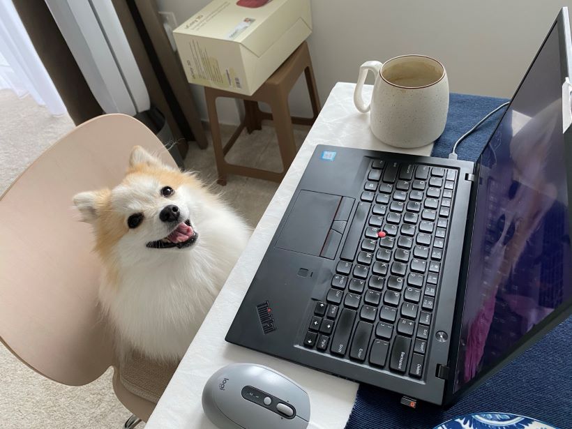 “반려견 동반 출근? 저는 재택근무 해요!” 
- 마케터 신기쁨님의 재택근무 현실